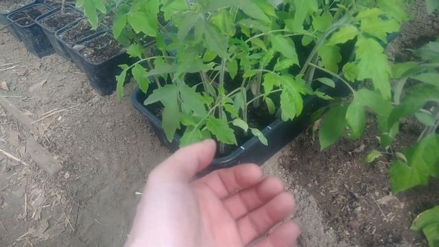 Два томата в одну лунку Подготовка и выращивание рассады томатов для такой посадки смотреть онлайн