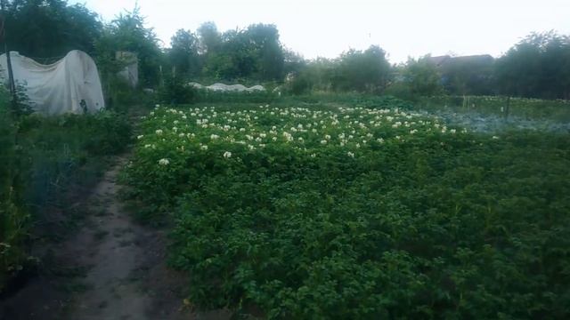 Как избавиться от колорадского жука на картошке,на баклажанах.Лучшее средство от колорадского жука смотреть онлайн