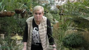 Молочай Тирукалли (euphorbia tirucalli)