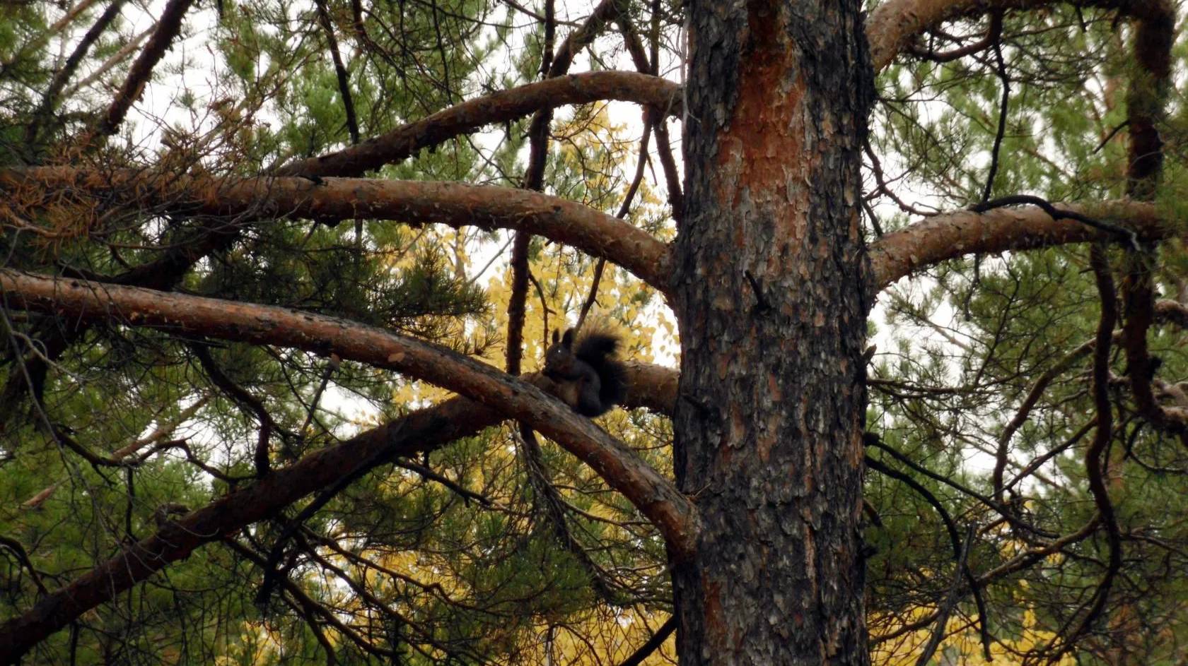 Осенний Забайкальский лес. 2015 год, сентябрь. смотреть онлайн