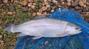 Форелевая рыбалка в Ольгово - октябрь 2024