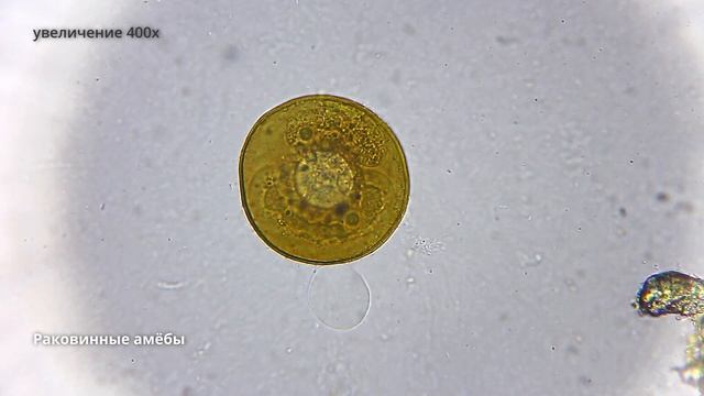 Раковинные амёбы - удивительные со своим домикам смотреть онлайн