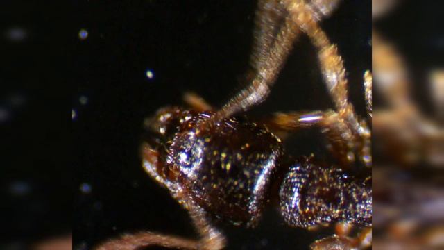 КАК ВЫГЛЯДИТ ЖИВОЙ МУРАВЕЙ ПОД МИКРОСКОПОМ? смотреть онлайн