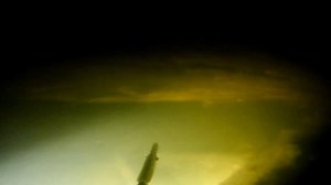 Подводная охота щука, лещ, судак.