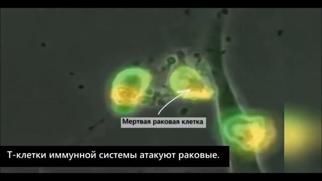 КАК РАБОТАЕТ НАШ ИММУНИТЕТ смотреть онлайн
