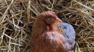 Объясняю 👉❌ БИЛЕФЕЛЬДР вирусное заболевание🦠Лпз//Болезнь Марека у кур причины и симптомы