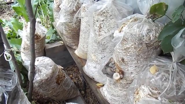 19 Продолжение грибной эпопеи по выращиванию вешенки 8.08.2021 смотреть онлайн