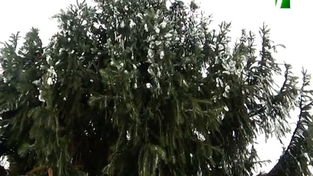 2021 12 15 Украшение ёлок к Новому году