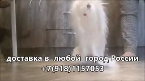 Собачка марионетка  Марионетки Купить Тут 8 9181157053