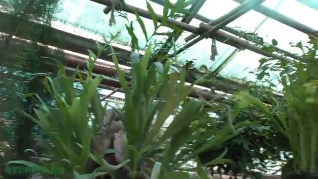 Папоротник платицериум - виды и уход.