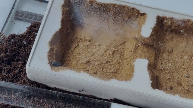 УЖАСНАЯ ПОСЫЛКА С ВЕНАТОРАМИ (Harpegnathos Venator) смотреть онлайн