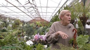 Адиантум (Adiántum) или Венерин волос.