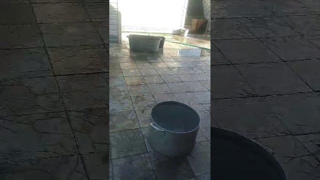 Кошка нашла себе коробку