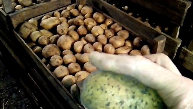 АТ22 Парша картофельная и как с ней бороться