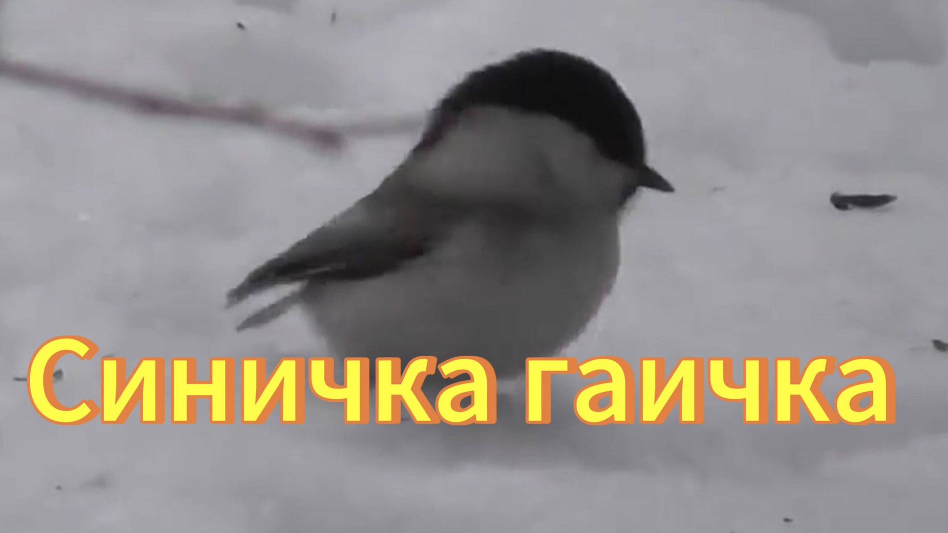 Синичка гаичка в зимнем парке Новосибирска. Птицы Новосибирской области. Природа. смотреть онлайн