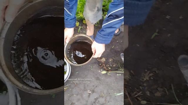 АВ131 чёрное золото голубика в горшках просто балдеет добываем удобрение и удобряем ав131 смотреть онлайн