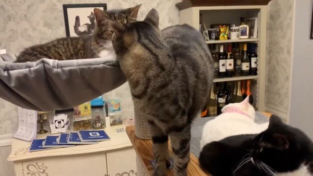 В котокафе хорошо смотреть онлайн