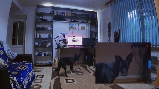 Собака ворует еду со стола! Что делать? смотреть онлайн