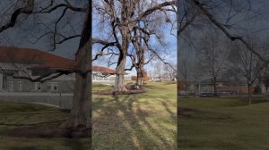 Робот-доставщик в загнивающей Америке #сша #иммиграция #юмор #russianamerica #дальнобойпосша