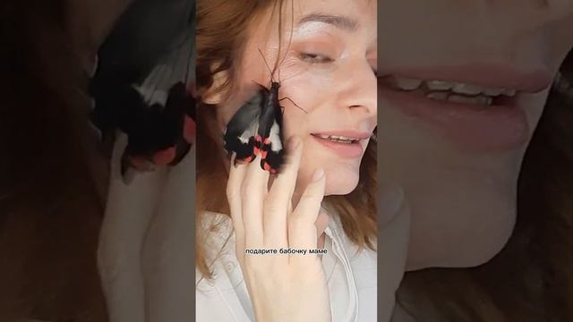Подарок на 14 февраля и 8 марта .Живые тропические бабочки 🦋 смотреть онлайн
