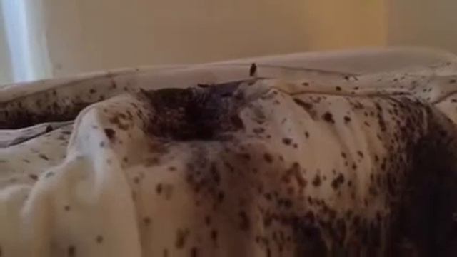 Bed Bug Evidence - Pest Control in West Palm Beach & Stuart, FL смотреть онлайн