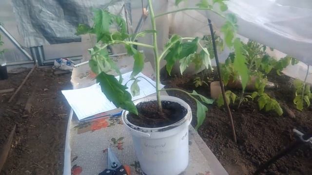 Как вырастить крепкую рассаду томатов необычным методом Как сформировать куст томата. смотреть онлайн