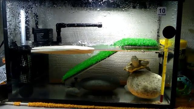 Моя красноухая черепаха смотреть онлайн