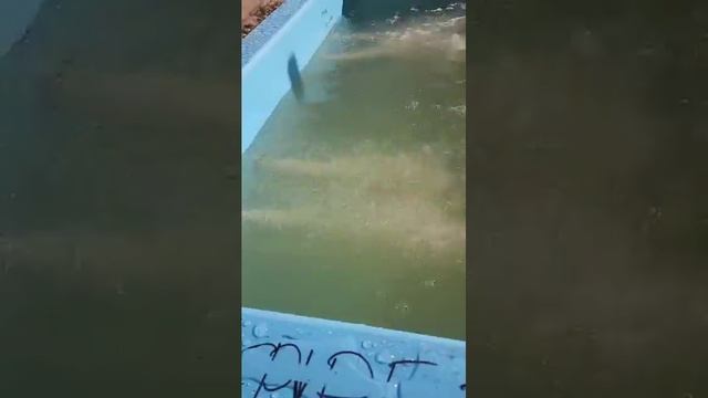 Купель из полипропилена 2х2х1,2 смотреть онлайн