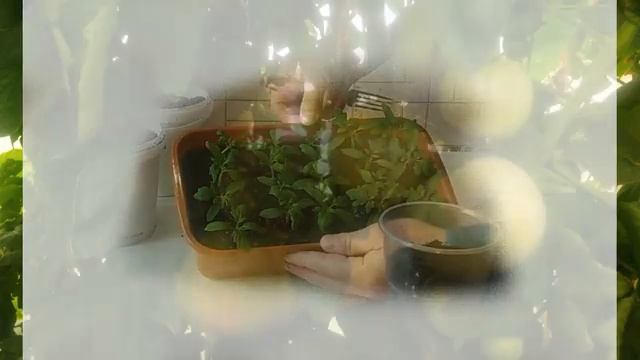 Обработка семян перед посевом на рассаду Так ли важна обработка семян или можно её не делать. смотреть онлайн