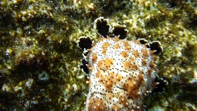 00231 смотреть онлайн