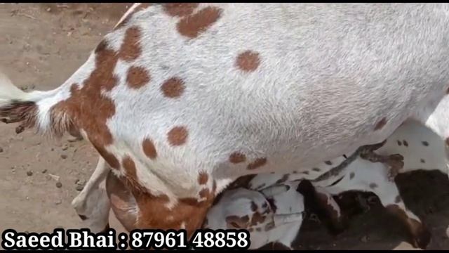 4 bacche wali Barbari at M.D Goat Farm Aurangabad Maharashtra смотреть онлайн