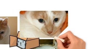 37. На выставке кошек /стихи/Лена Воронова