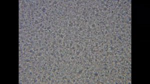 Молоко под микроскопом.