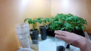 Выращивание рассады помидор без пикировки в кассетах.Плюсы и минусы такой рассады томатов