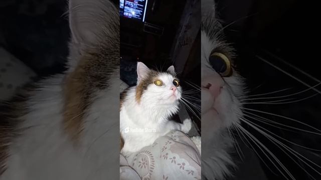 Чуня и Полтергейст!