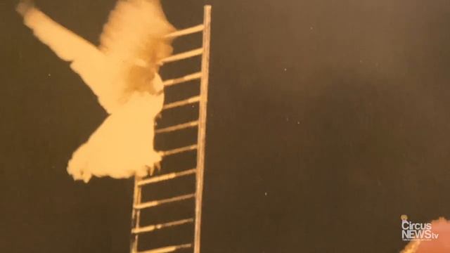 ...semplicemente Moira Orfei смотреть онлайн