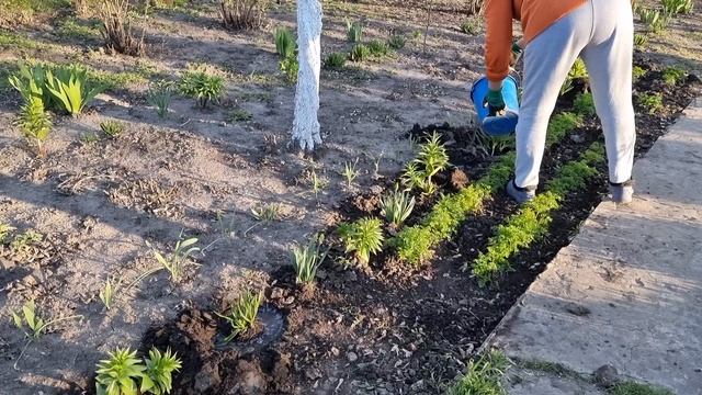 Новая дешёвая идея! Выкапываю лишние цветы) Моя дача за городом смотреть онлайн