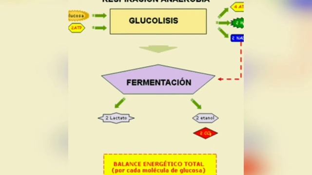 Introducción a las células смотреть онлайн