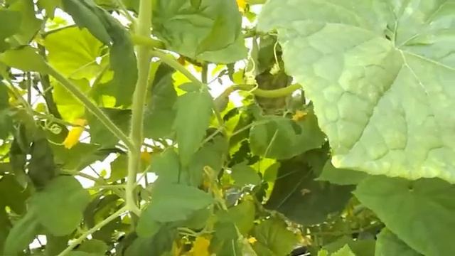 16 Огурцы в теплице в грунте и на гидропонике на 1 августа 2021 смотреть онлайн