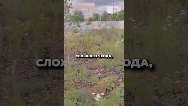 Исцеляющий парк Сколково! ЛУЧШИЙ парк Москвы? смотреть онлайн