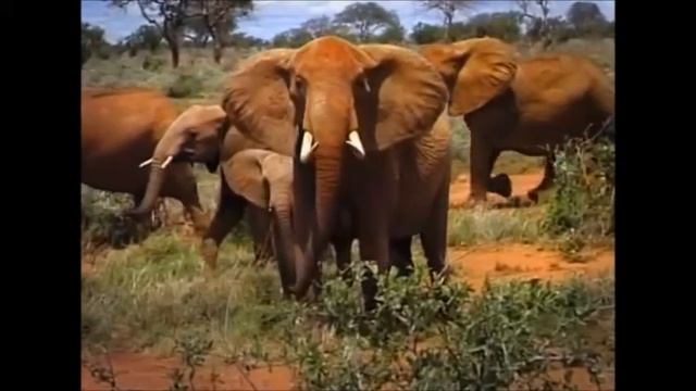 EXCLUSIVE VIDEO Marty Feldman IS IT WRONG TO LOVE AN ELEPHANT Bestiality WEDDING Engagement RIng смотреть онлайн