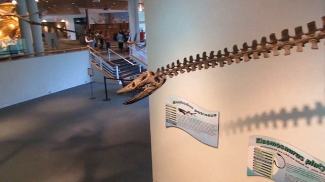 Elasmosaurus