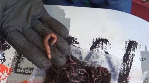 АТ264 Какой у Вас червь?