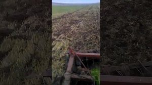 Навесная дисковая борона из одного крыла БДТ-7 в работе