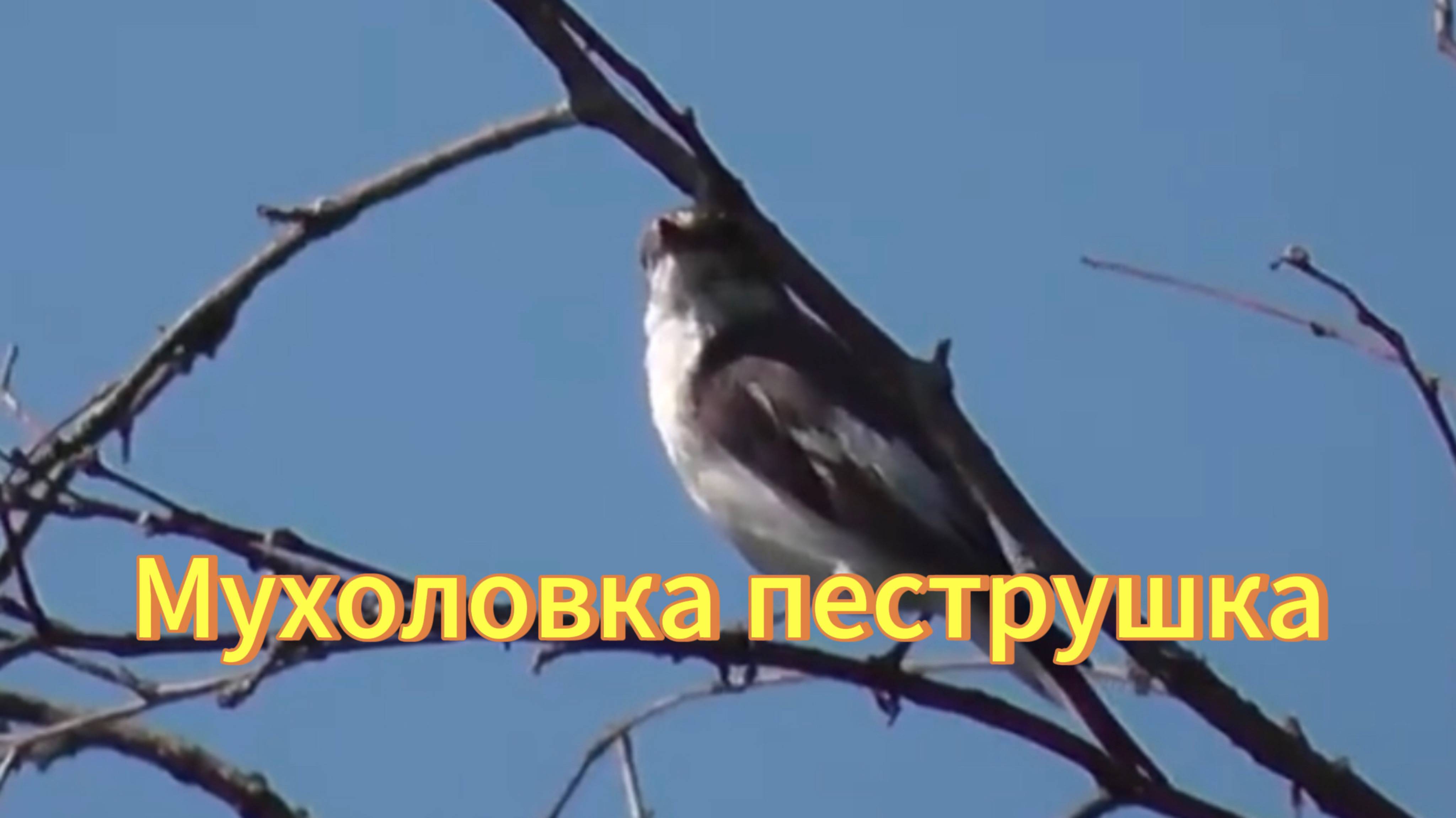 Мухоловка пеструшка сидит на дереве. Птицы Новосибирской области. Природа. смотреть онлайн