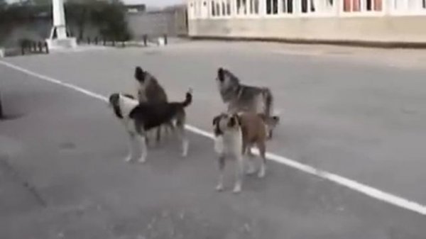 Собачий гимн России