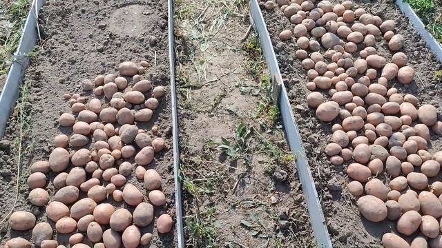Как увеличить урожай картофеля или чем подкормить картофель для урожая смотреть онлайн