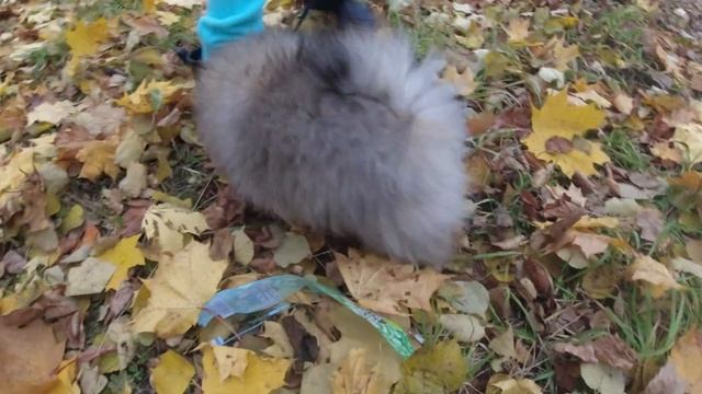 Померанский шпиц Арчи, дети с радостью гуляют питомцем. смотреть онлайн