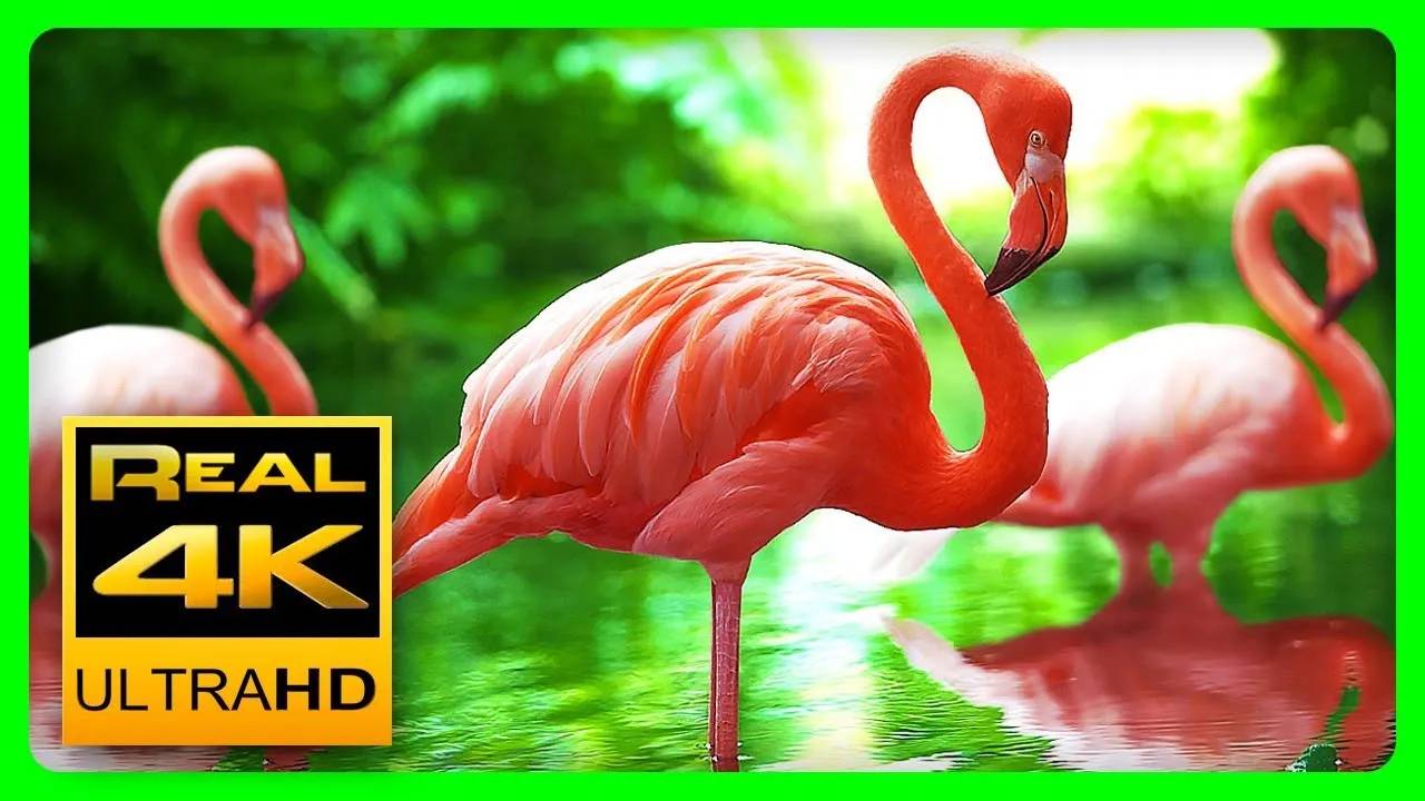 Breathtaking Colors of Nature in 4K 🌻🐦Birds & Flowers - Sleep Relax Meditation Music - 2 hours UHD смотреть онлайн