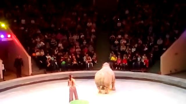 Цирк Жираф Шоу смотреть онлайн